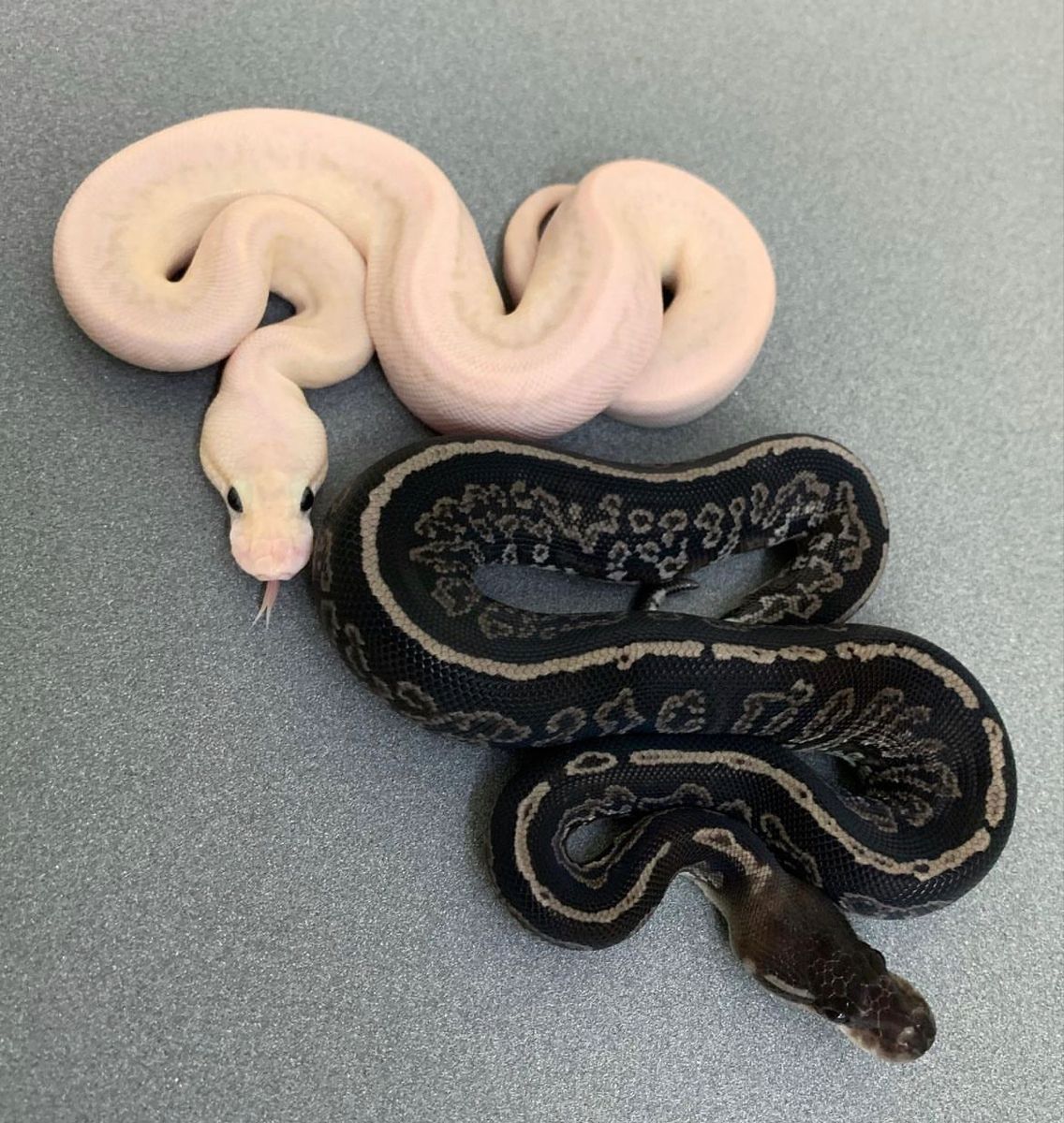 Ball python morph